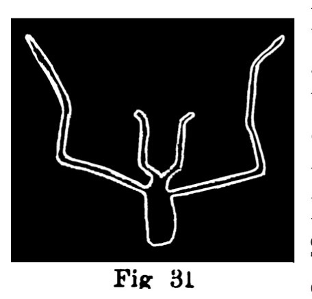 Fig. 31. Immagini schematiche di bovini. Fontanalba. Assai ridotte (Bicknell).