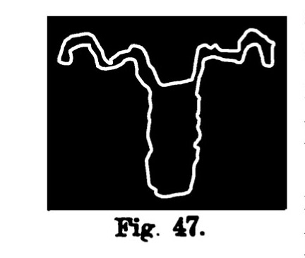 Fig. 47. Testa ovina. Fontanalba. Altezza all'origine m. 0,125 (Bicknell).